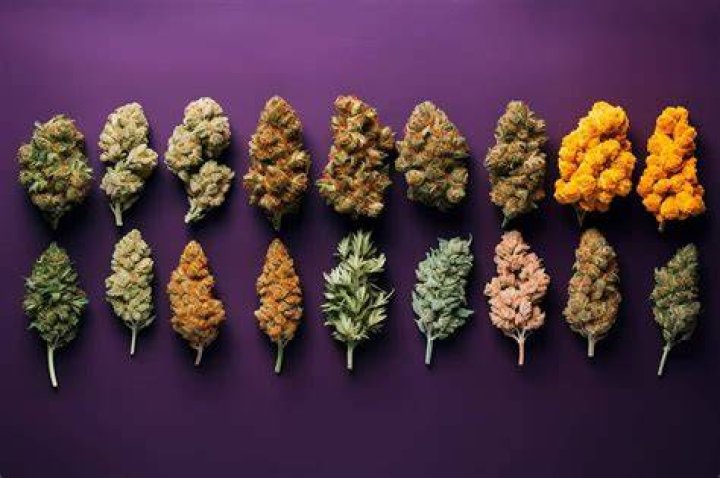Discovering The Magic Johnson Strain: A Unique Cannabis Experience