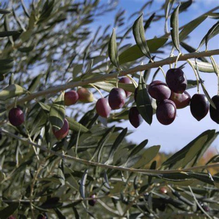 Nasraoui Olives The Mediterranean Delicacy