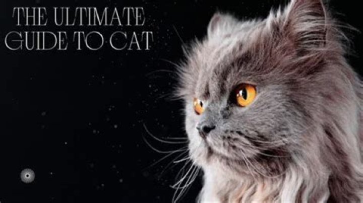 The Ultimate Guide To "Cat Suraj": Care, Training, And More